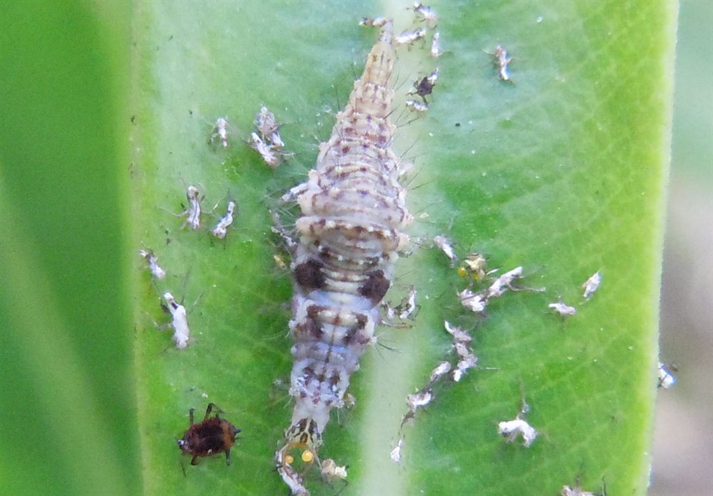 Chrysopidae: larva e uova